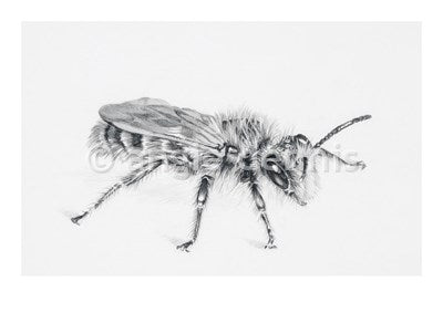 Bee (Leioproctus)