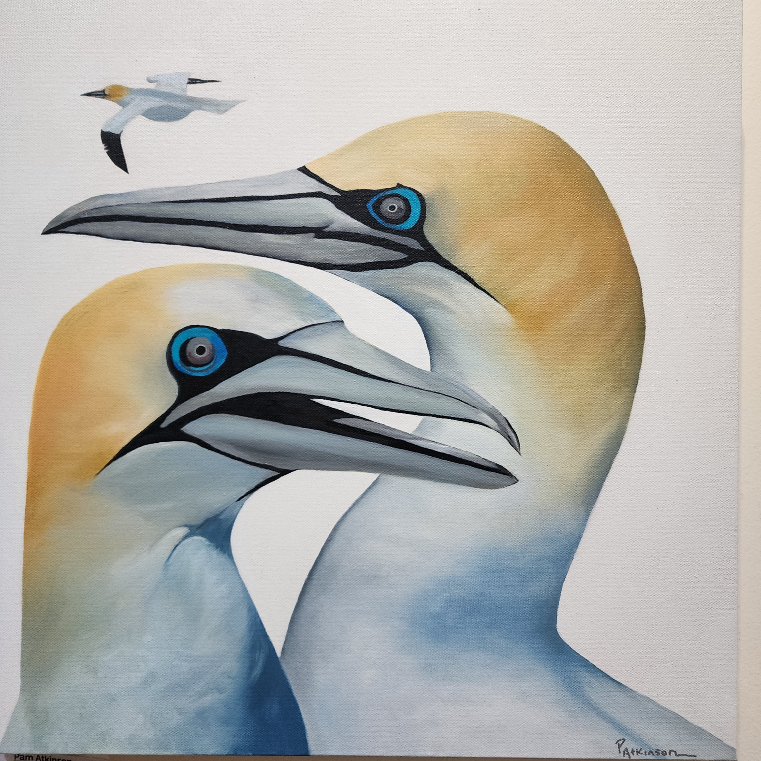 Gannets