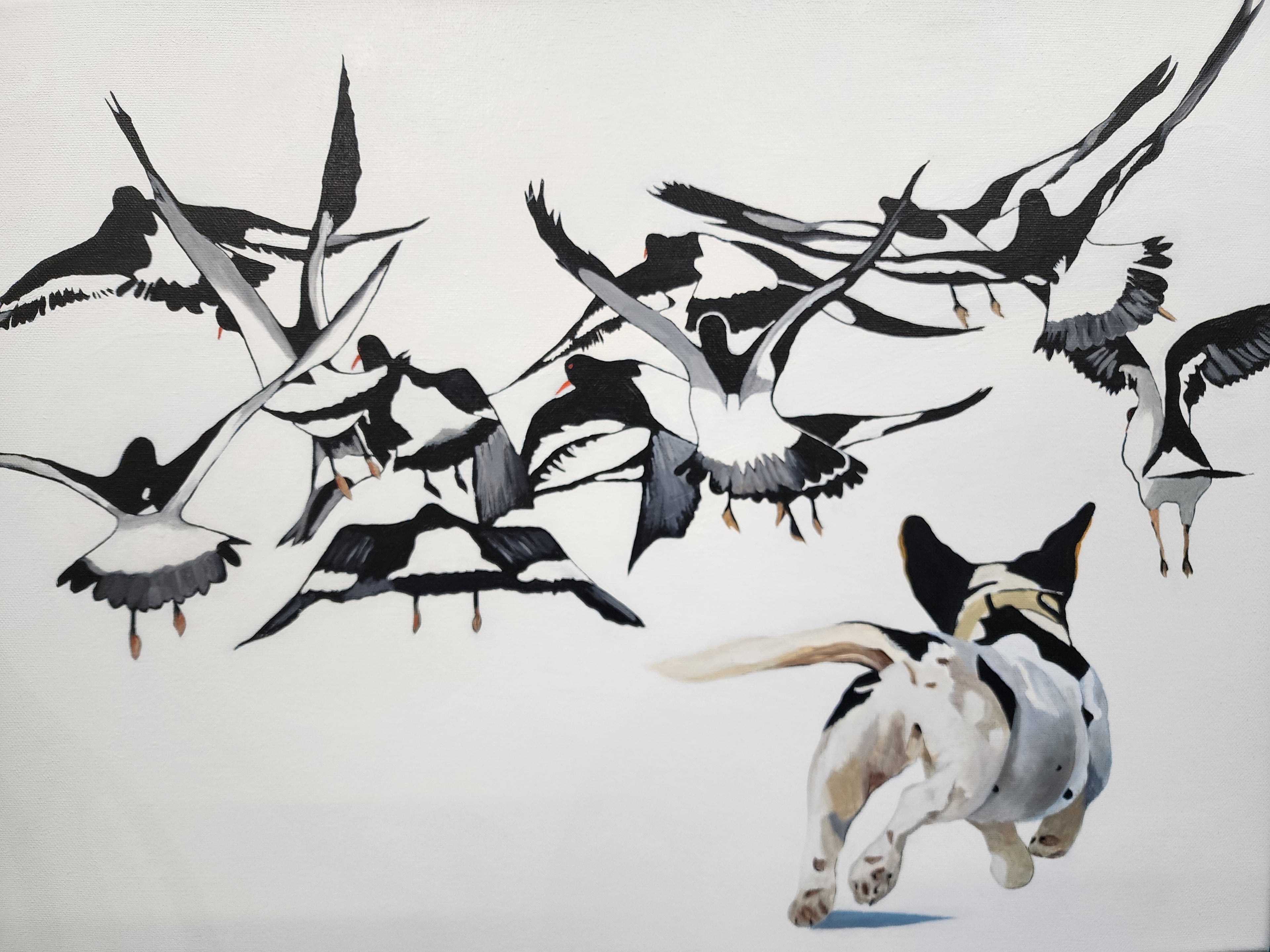 Dog Chasing Birds