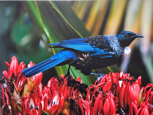 Tui Canvas