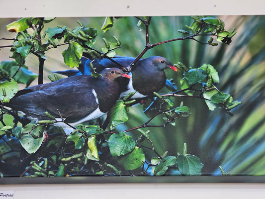 Kereru Canvas