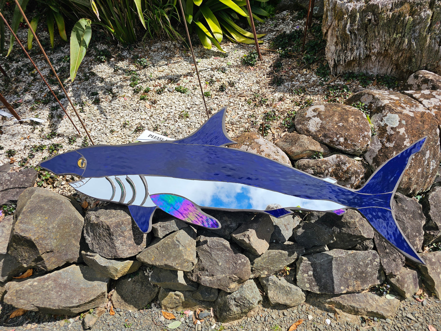 Blue Shark