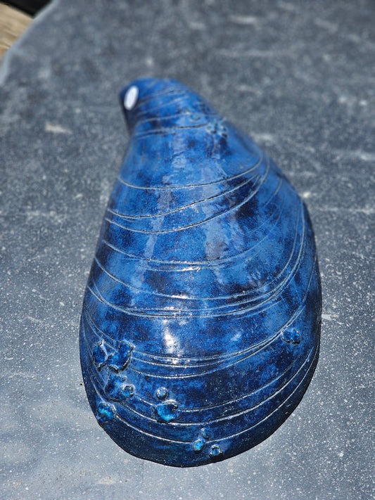 Large Mussell Shell
