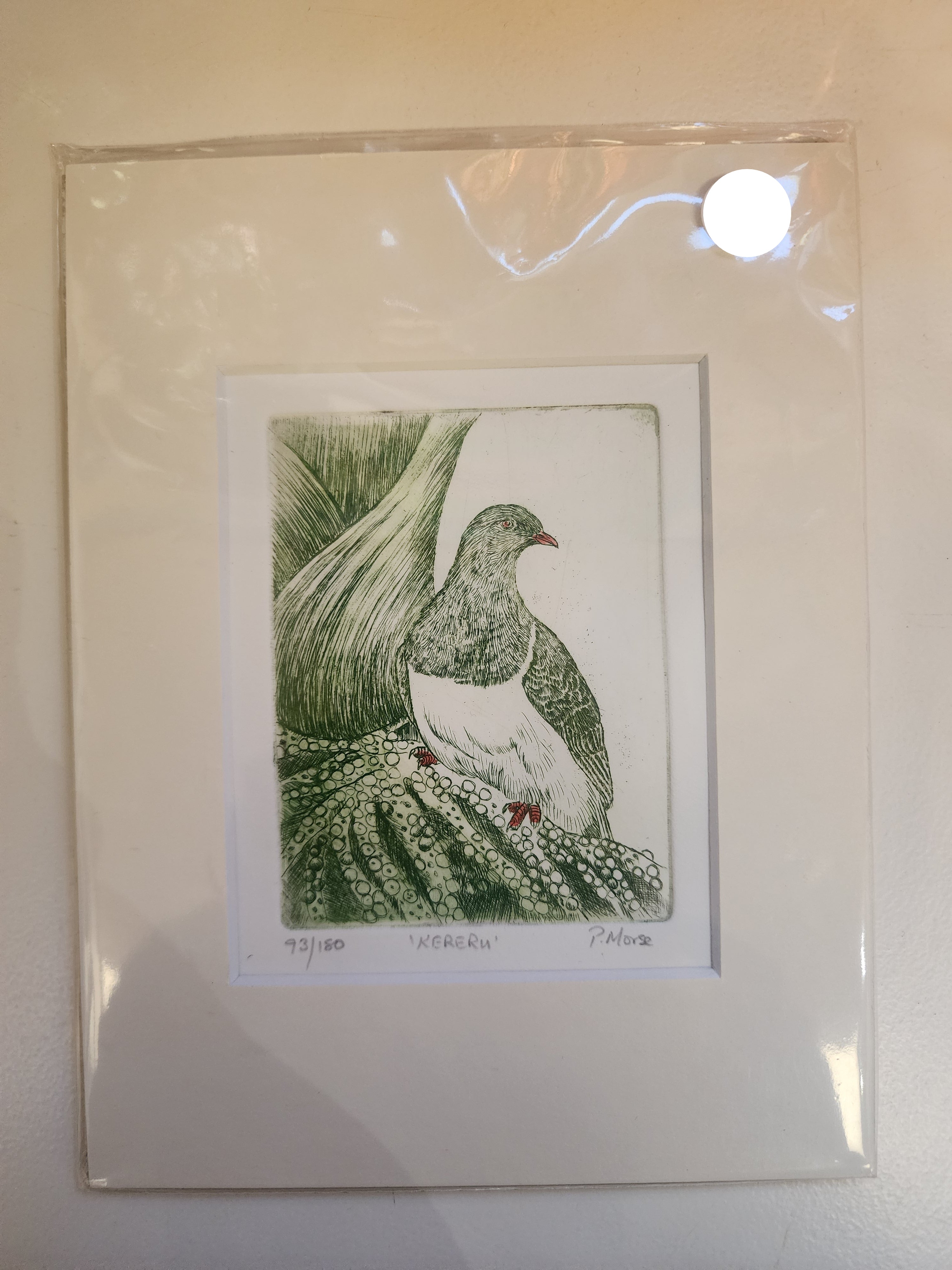 Kereru - Paper Print