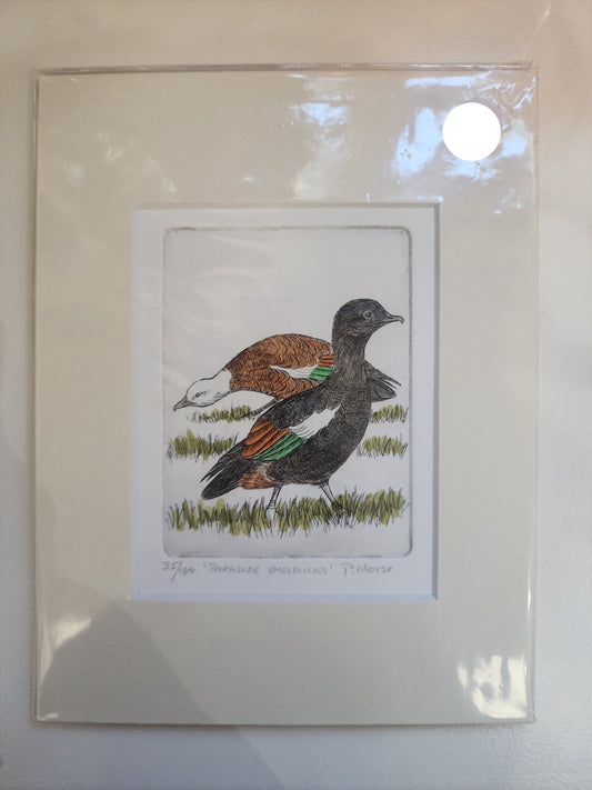 Paradise Shelducks - Paper Print
