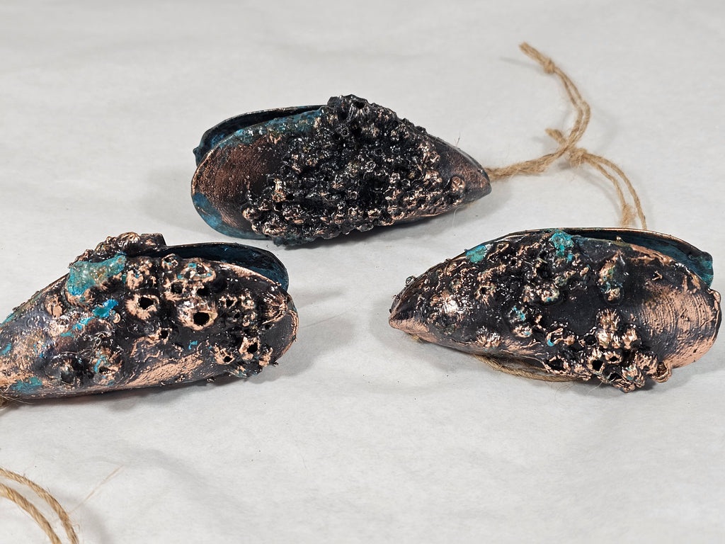 Double Mussell Shell with Barnacles