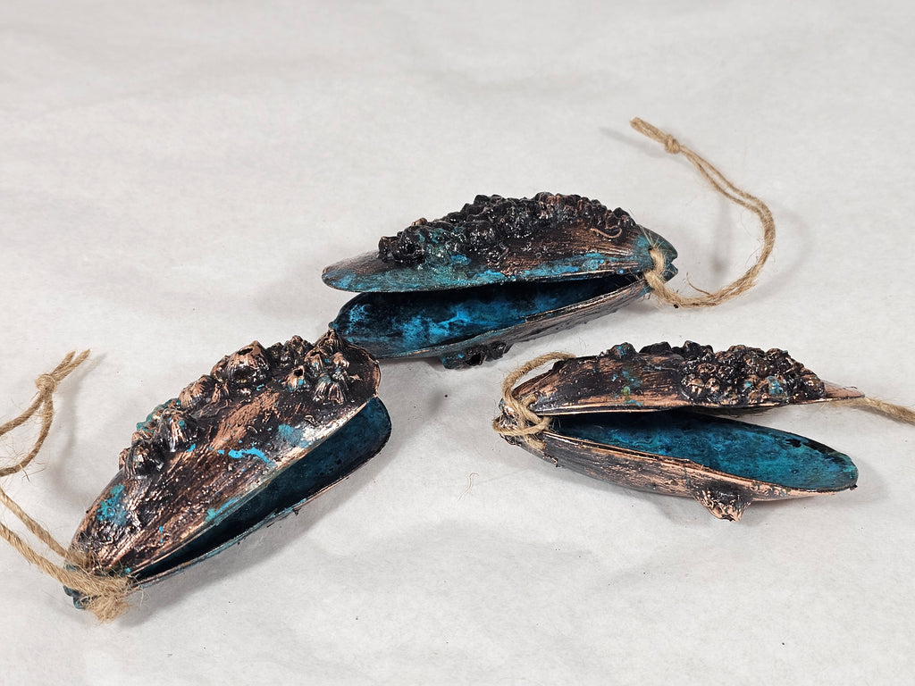 Double Mussell Shell with Barnacles