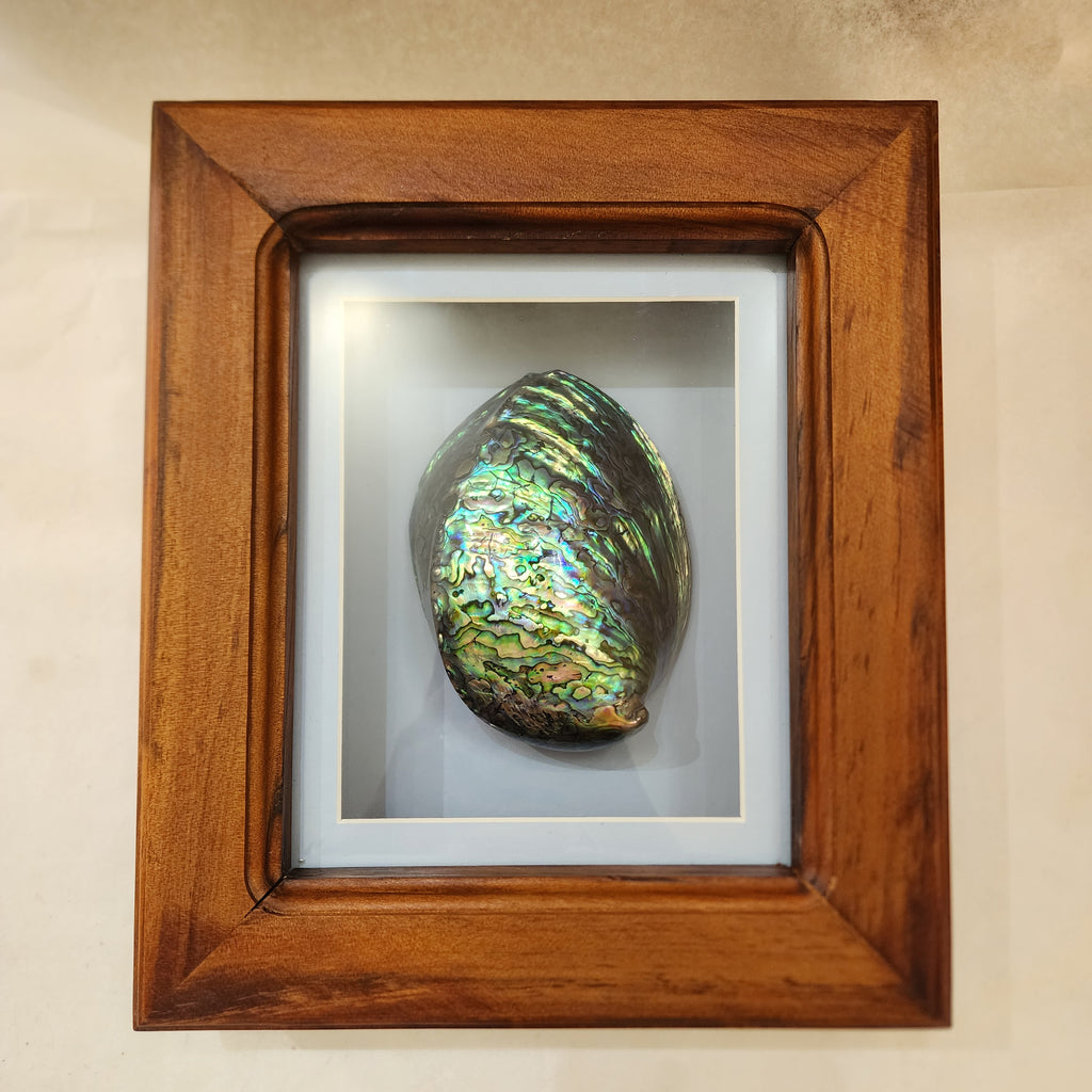 Paua in Box - Kauri