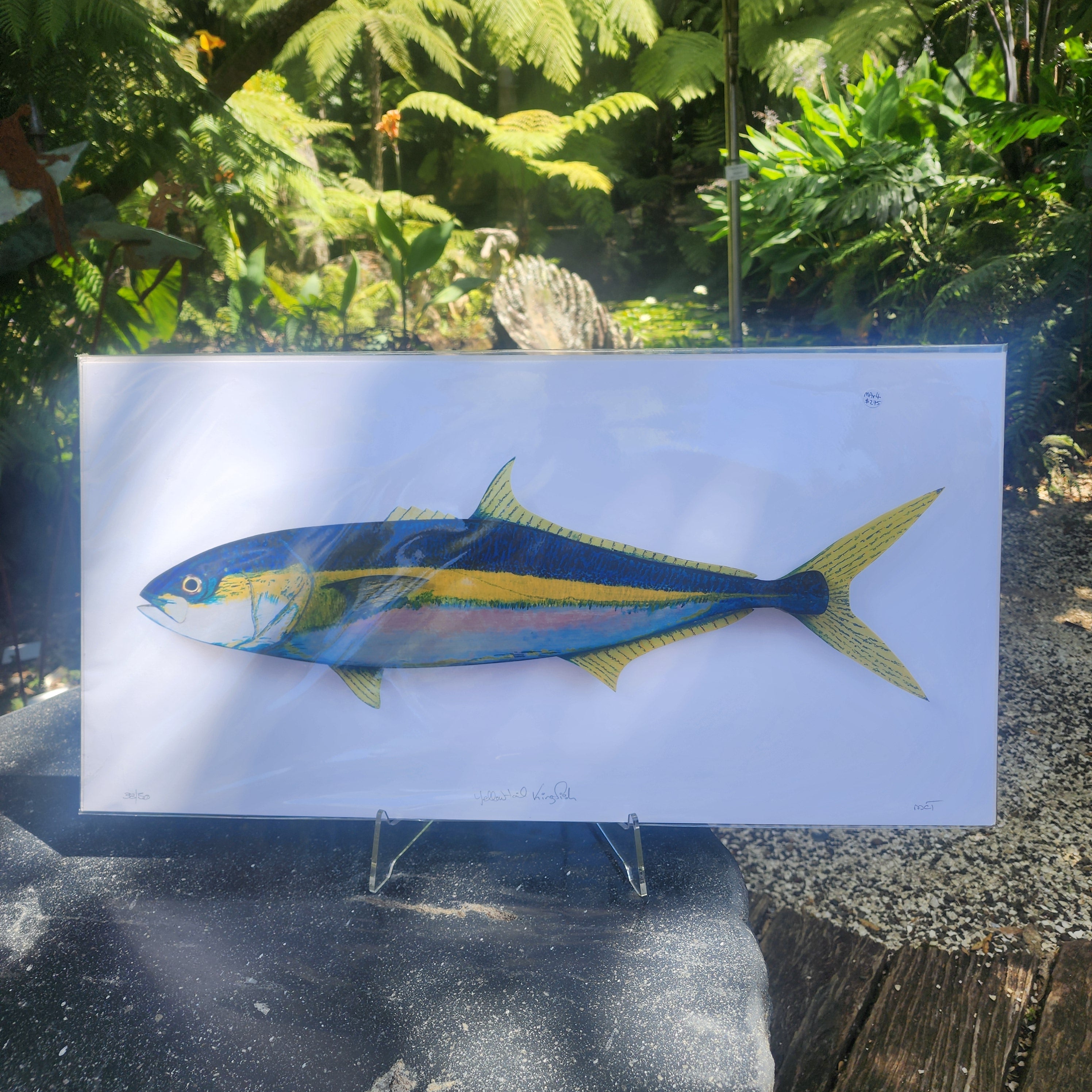 Yellow Tail Kingfish - Paper Print