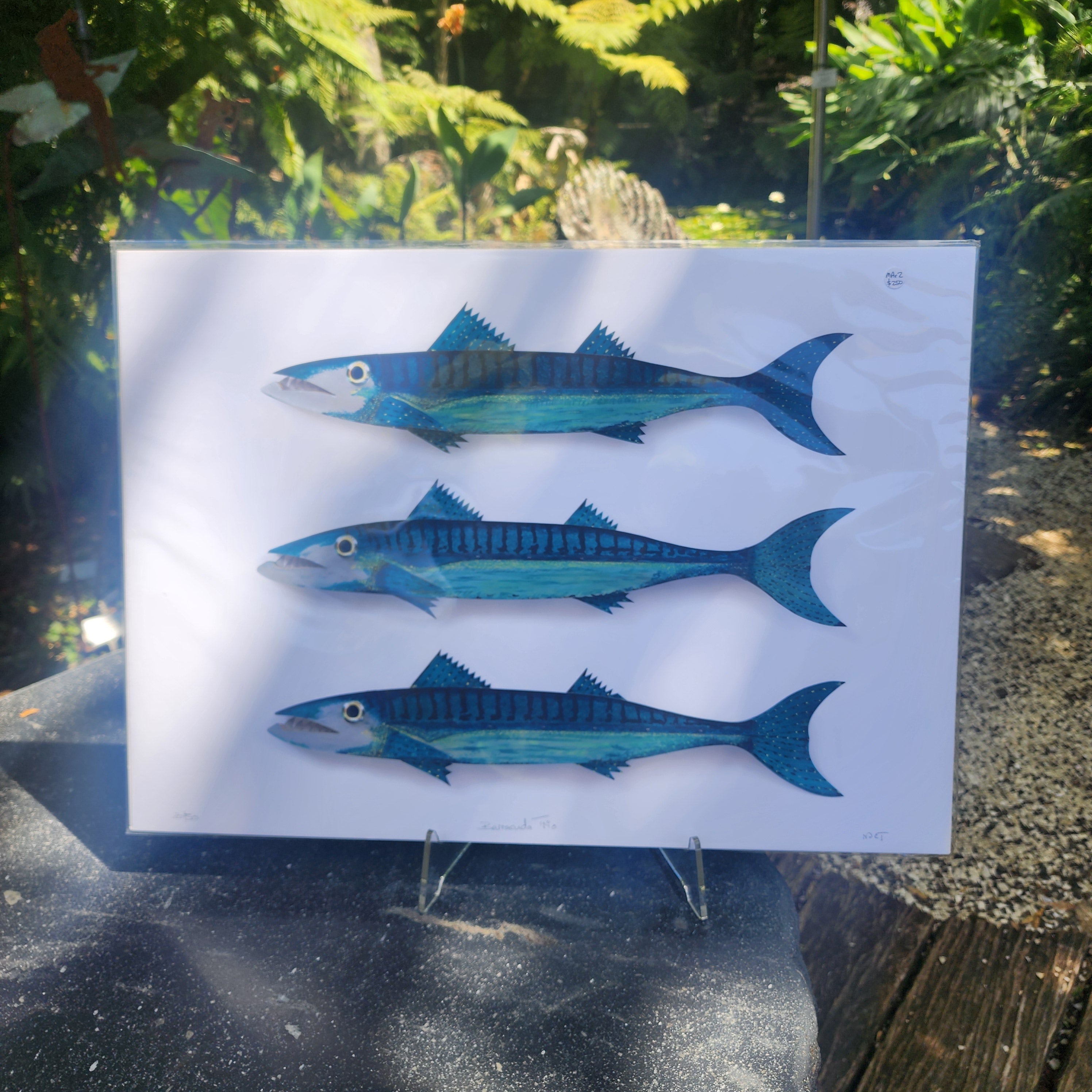 Barracuda Trio - Paper Print