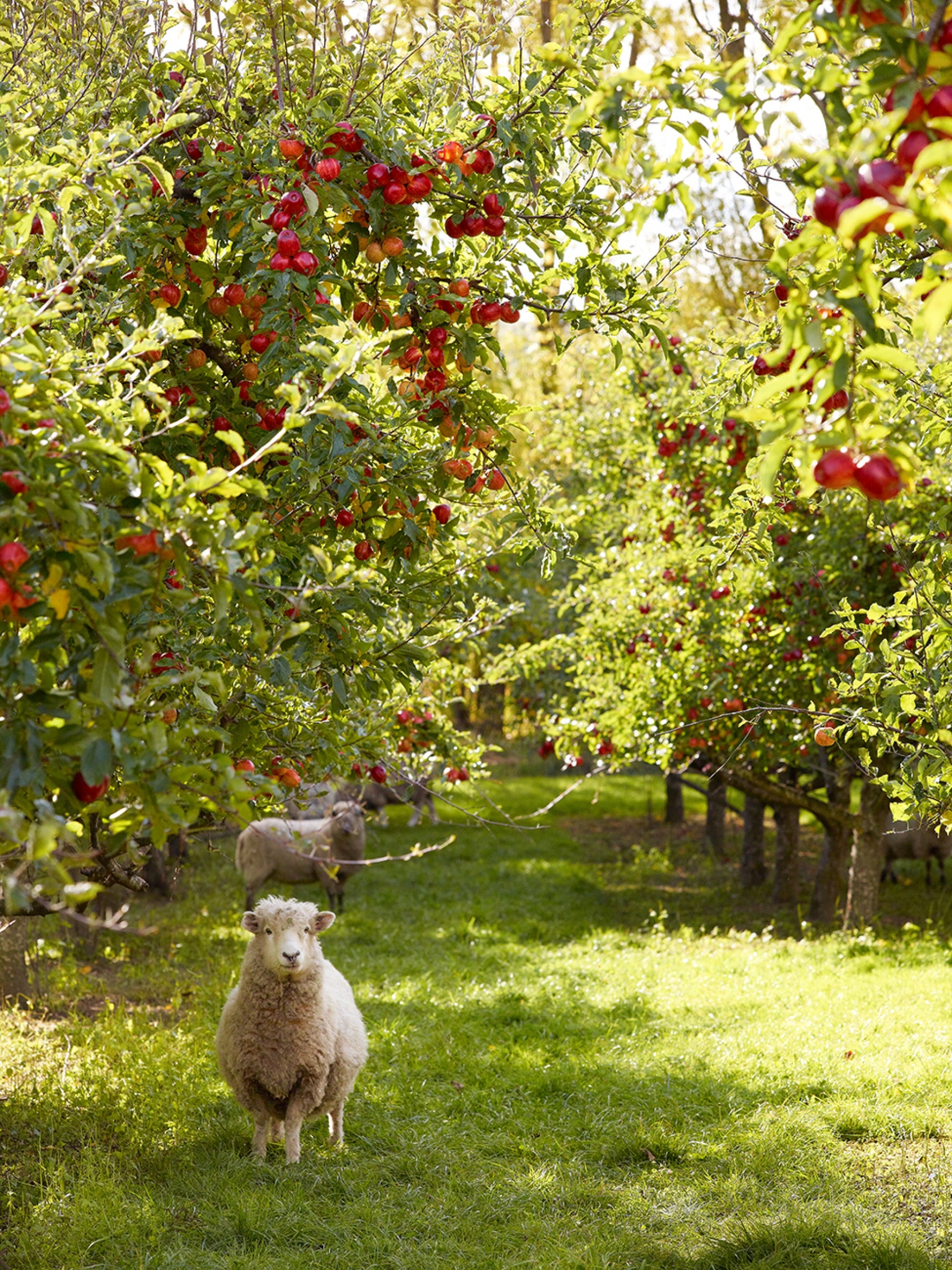 An Apple a Day - Canvas Print
