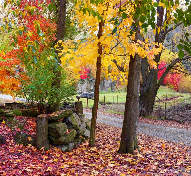 Autumn Symphony - Limited Edition Unframed Paper Print