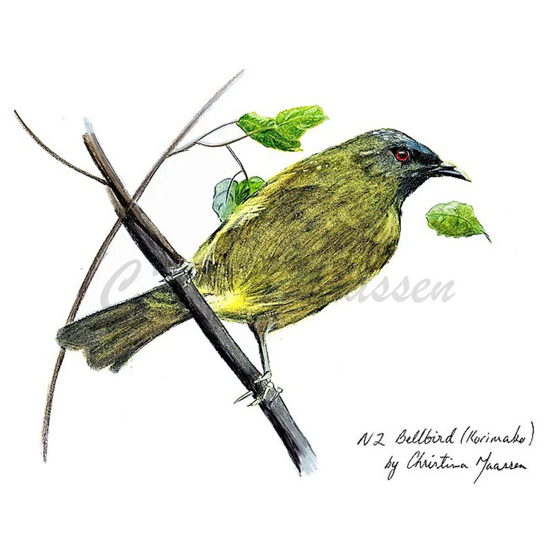 NZ Bellbird, Korimako - Unframed A3 Print