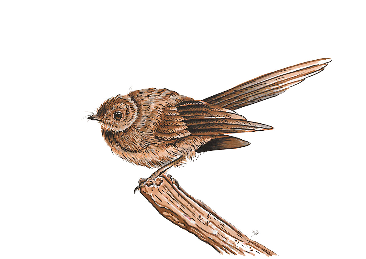 Fantail