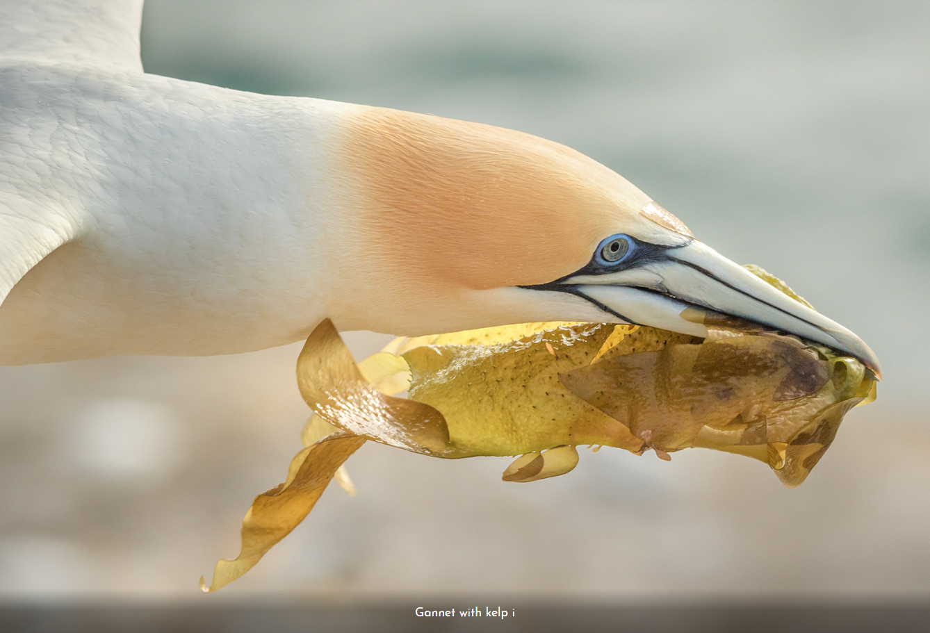 Flying with Kelp - SOLD