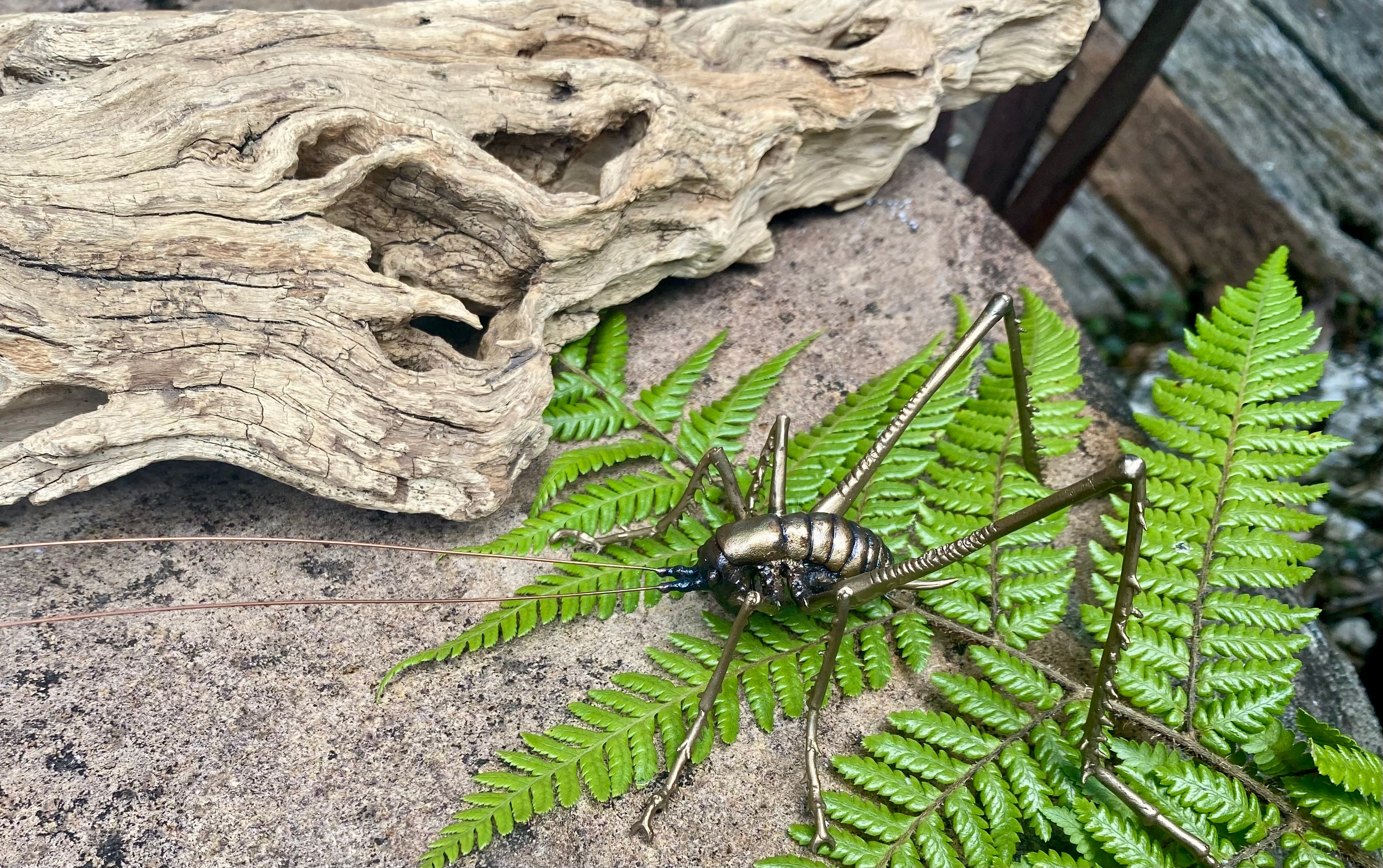 Cave Weta Female