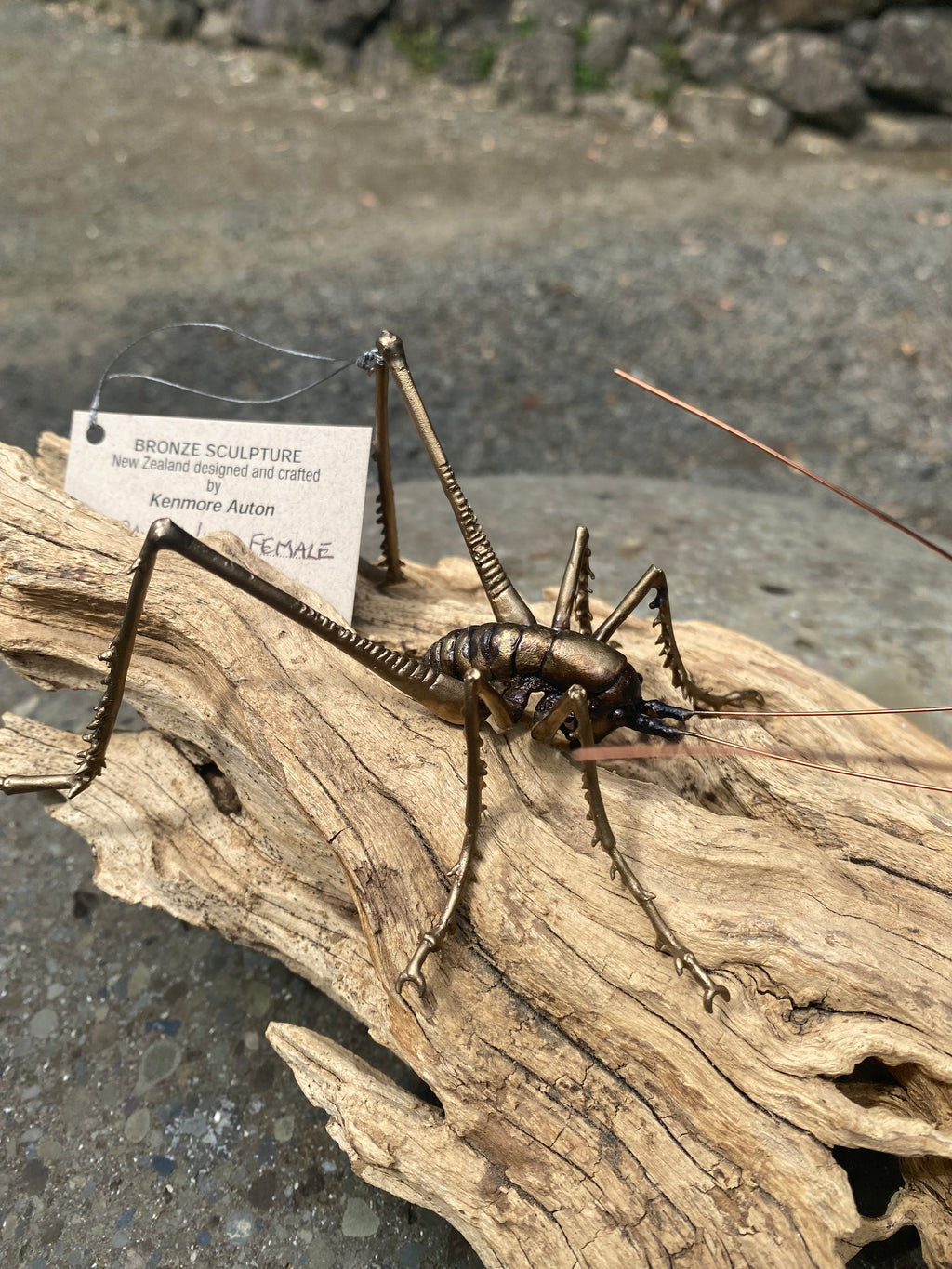 Cave Weta Female