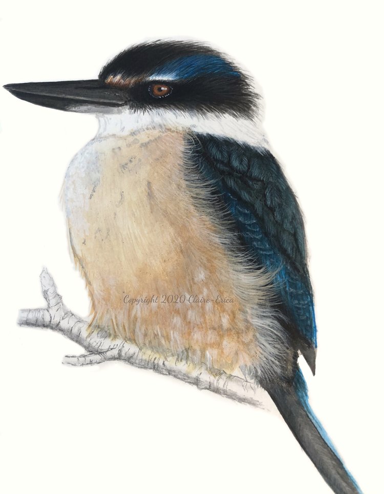 Kotare, Kingfisher - Limited Edition Print