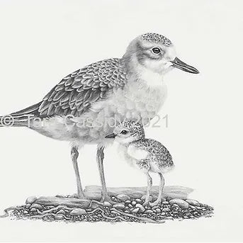 Kukuruatu (NZ Dotterel) from $60