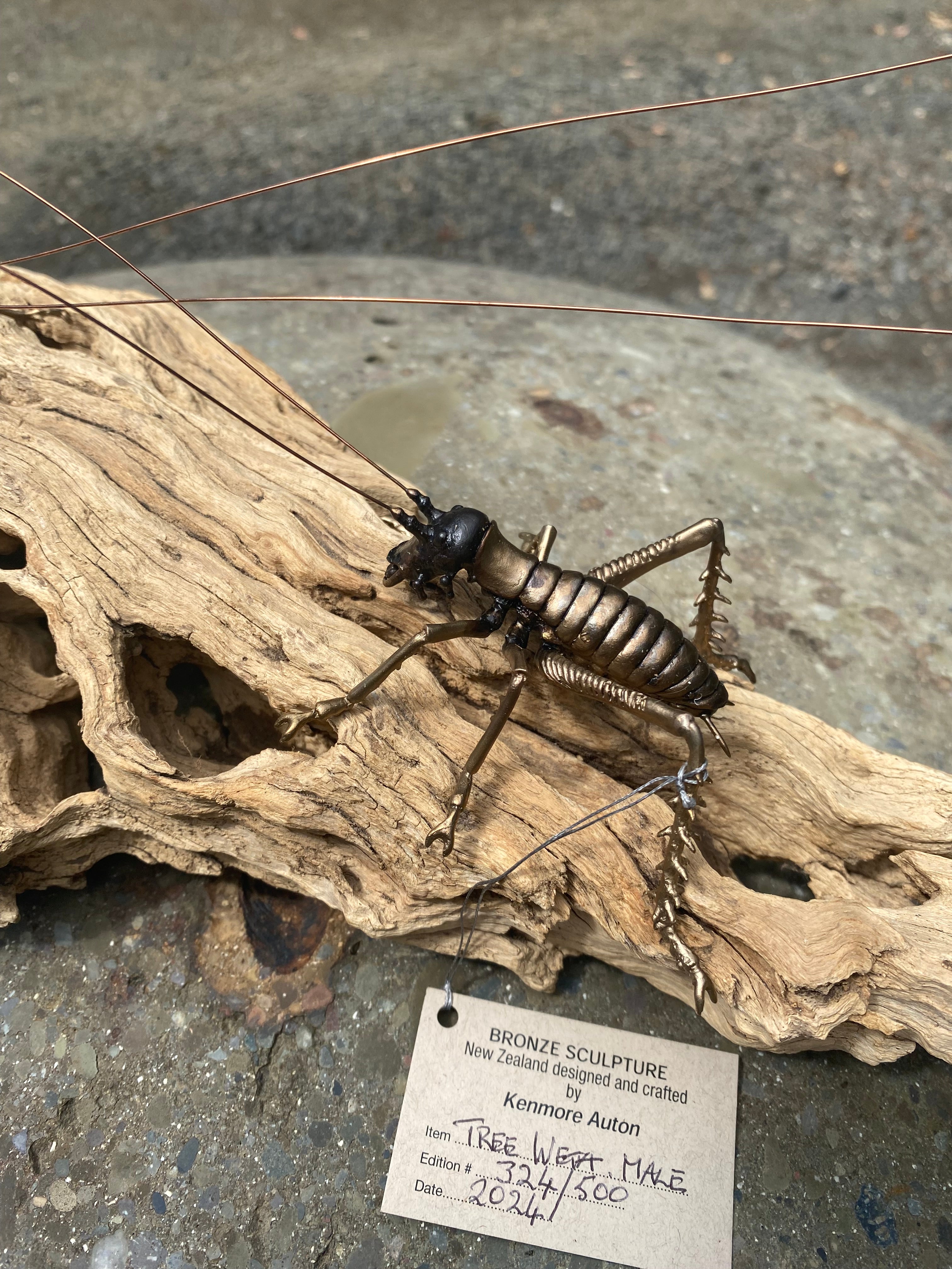 Tree Weta Male