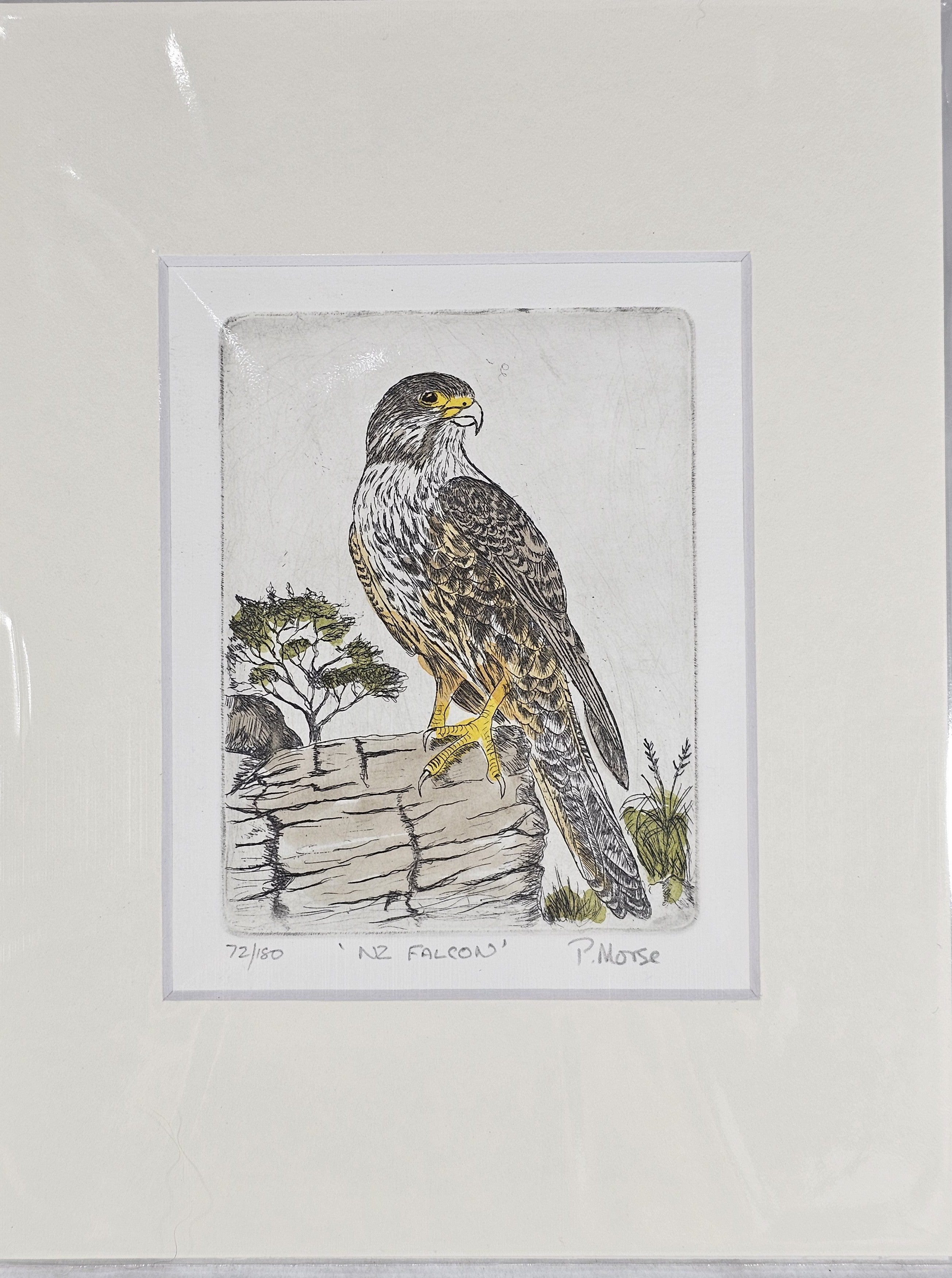 Limited Edition Etching Prints - Birds