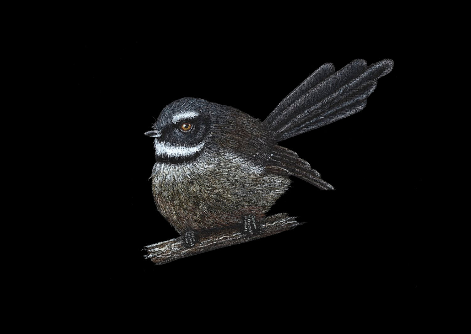 Piwakawaka, Fantail - Limited Edition Print