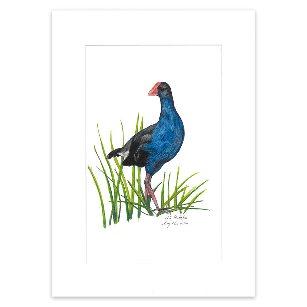 Pukeko - Unframed A3 Print