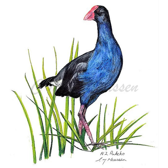 Pukeko - Unframed A3 Print