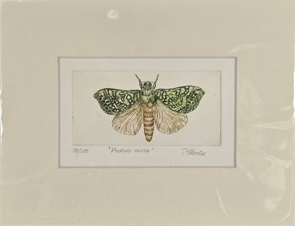 Limited Edition Etching Prints - Bugs and Fish