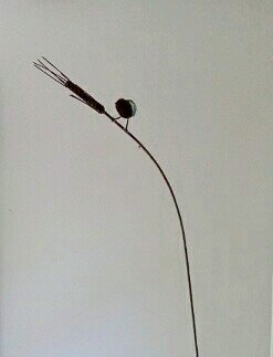 Stem Sparrow