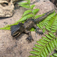 Tuatara