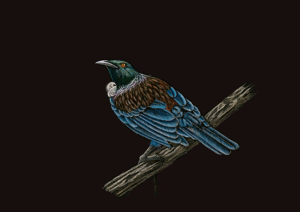 Tui on Log - Limited Edition Print