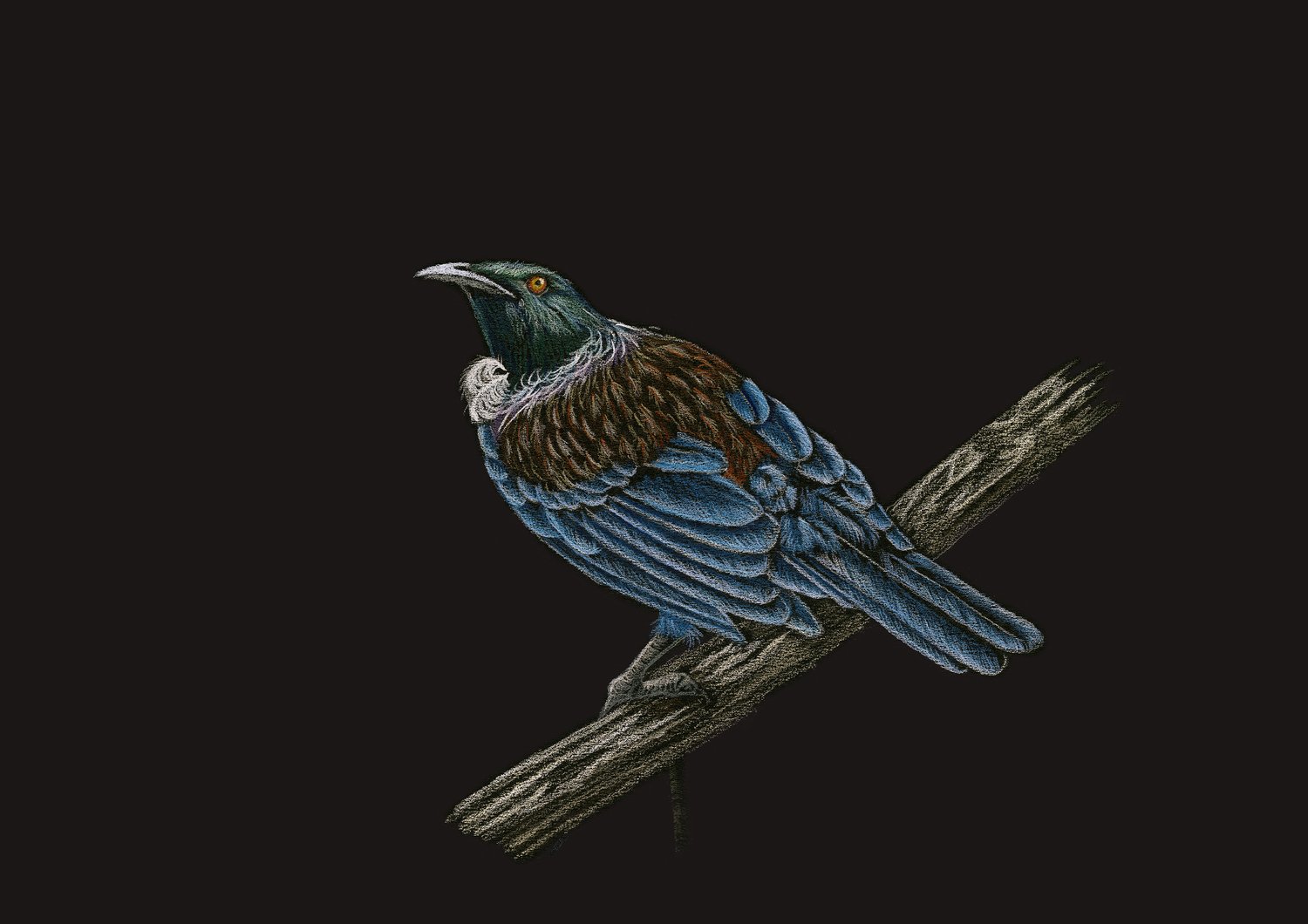 Tui on Log - Limited Edition Print