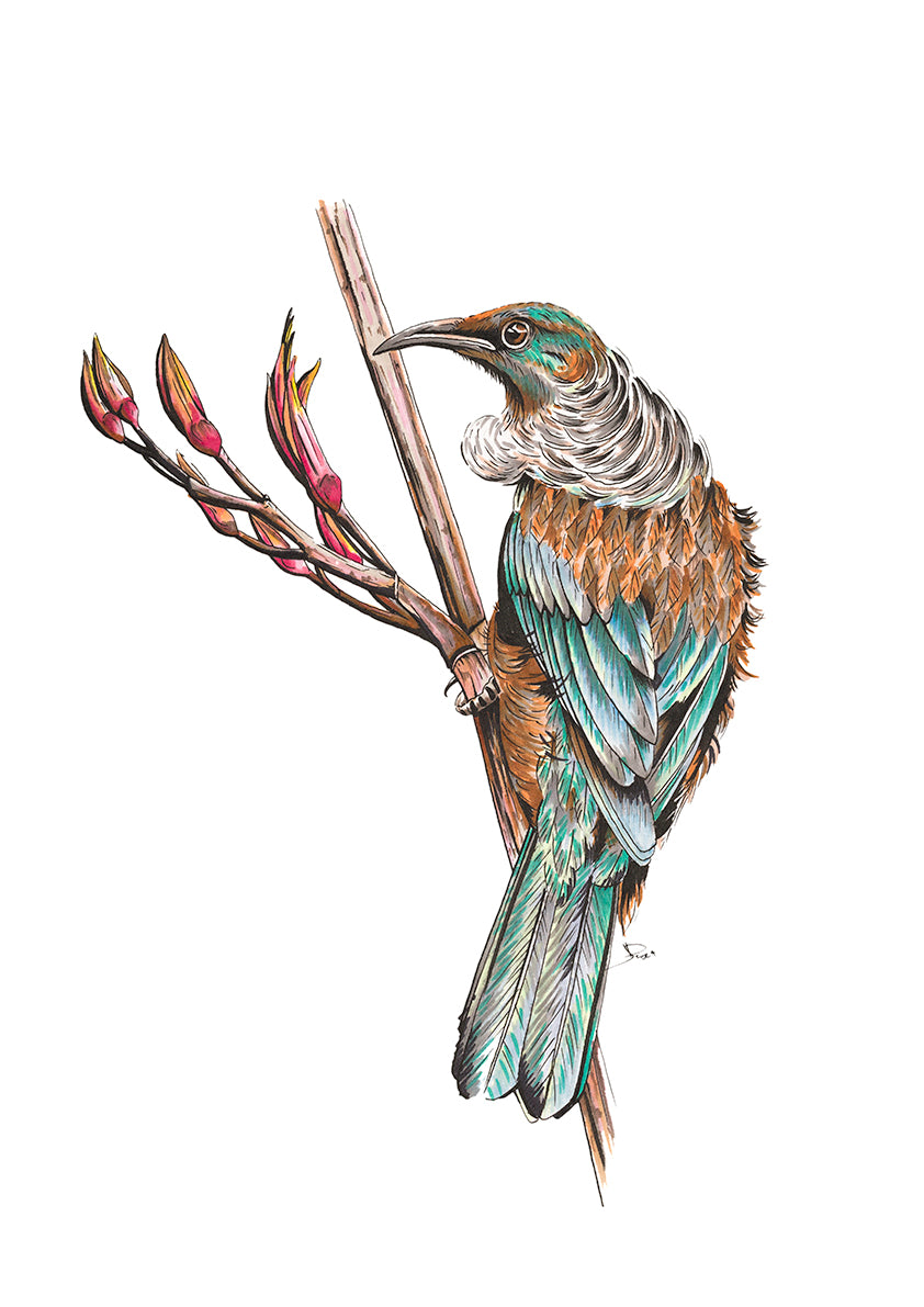 Tui on Flax