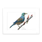 Tui - Unframed A3 Print