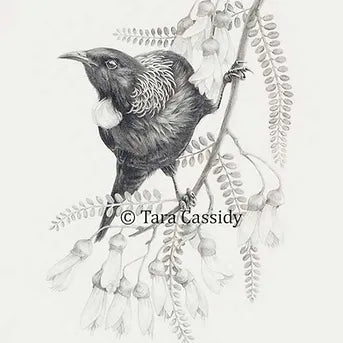 Tui on Kowhai