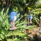 Kingfisher on Pole