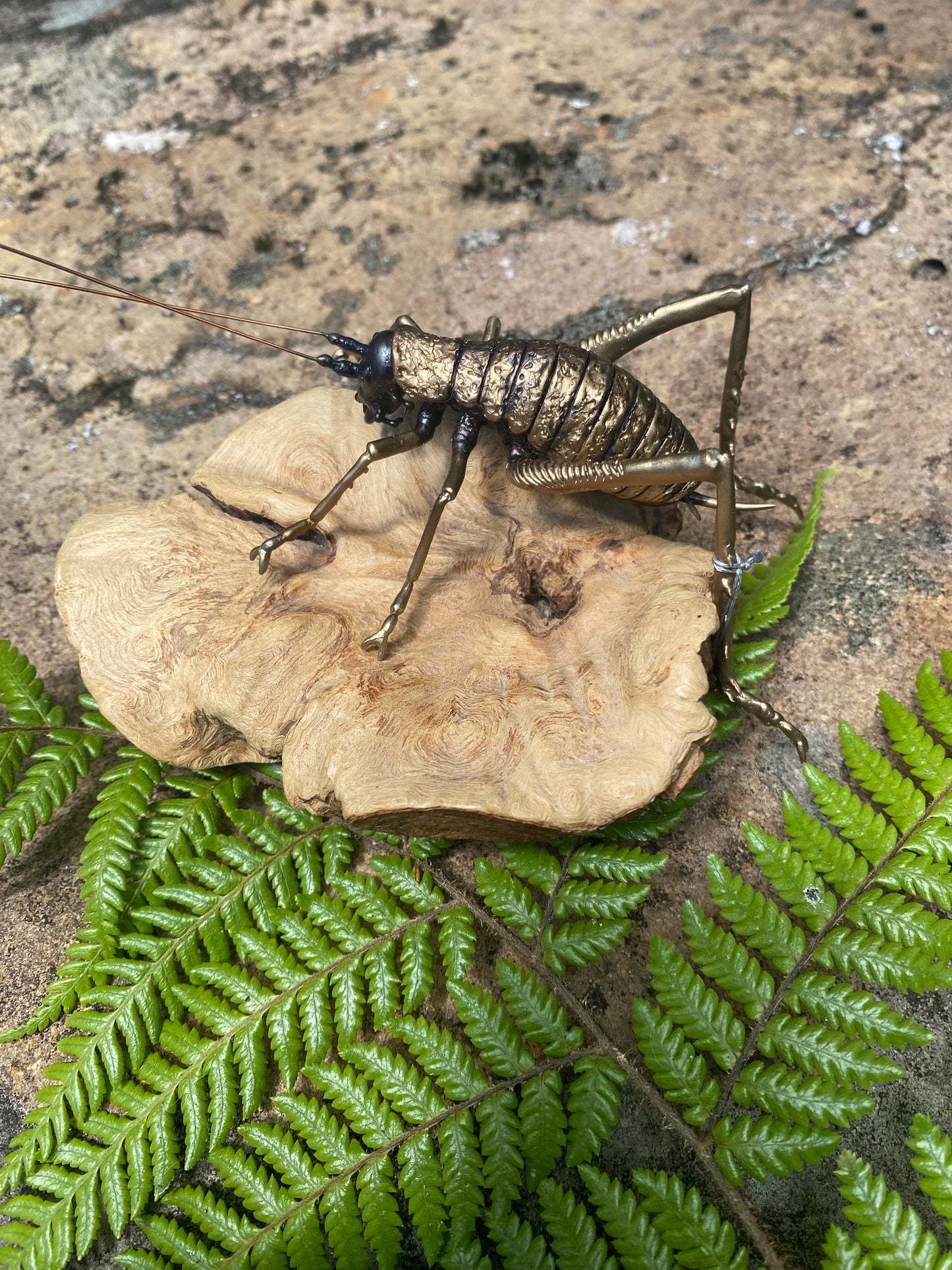 Weta - Female