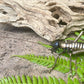 Weta - Male