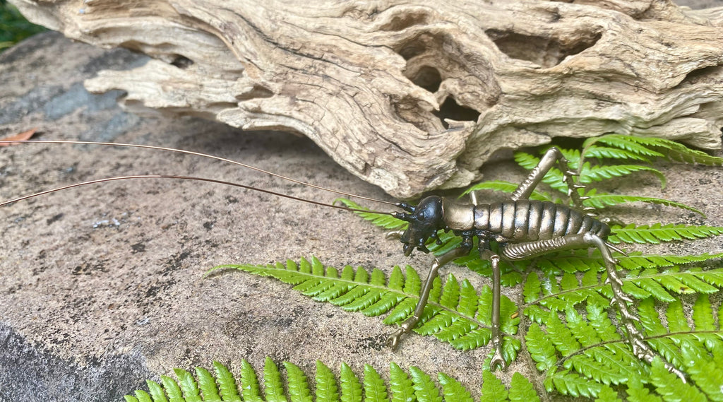 Tree Weta Male