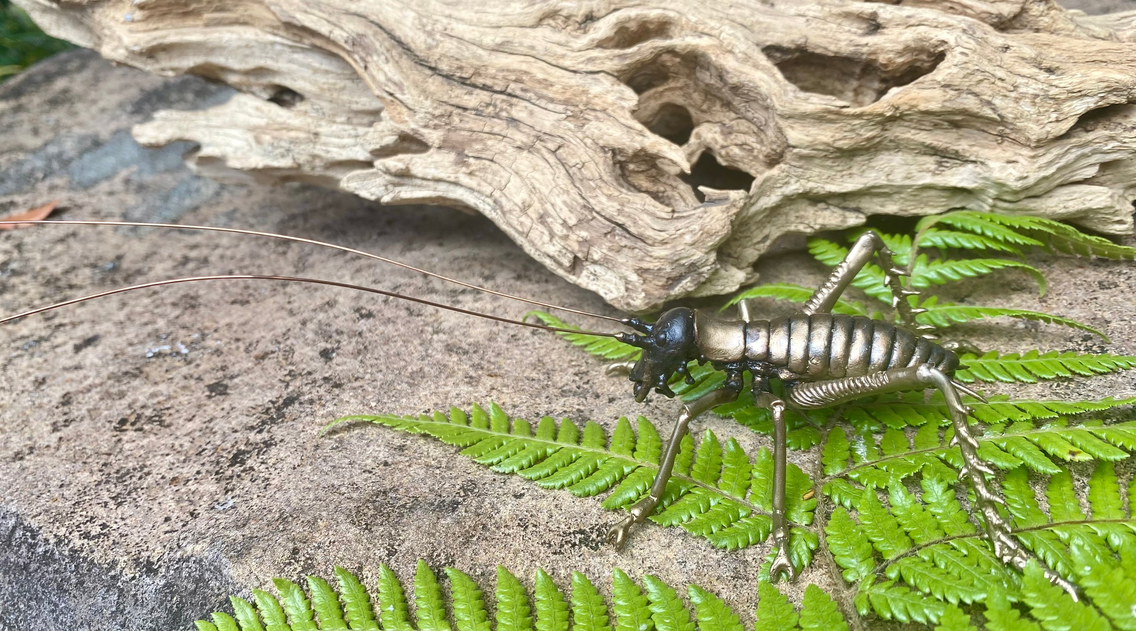 Tree Weta Male