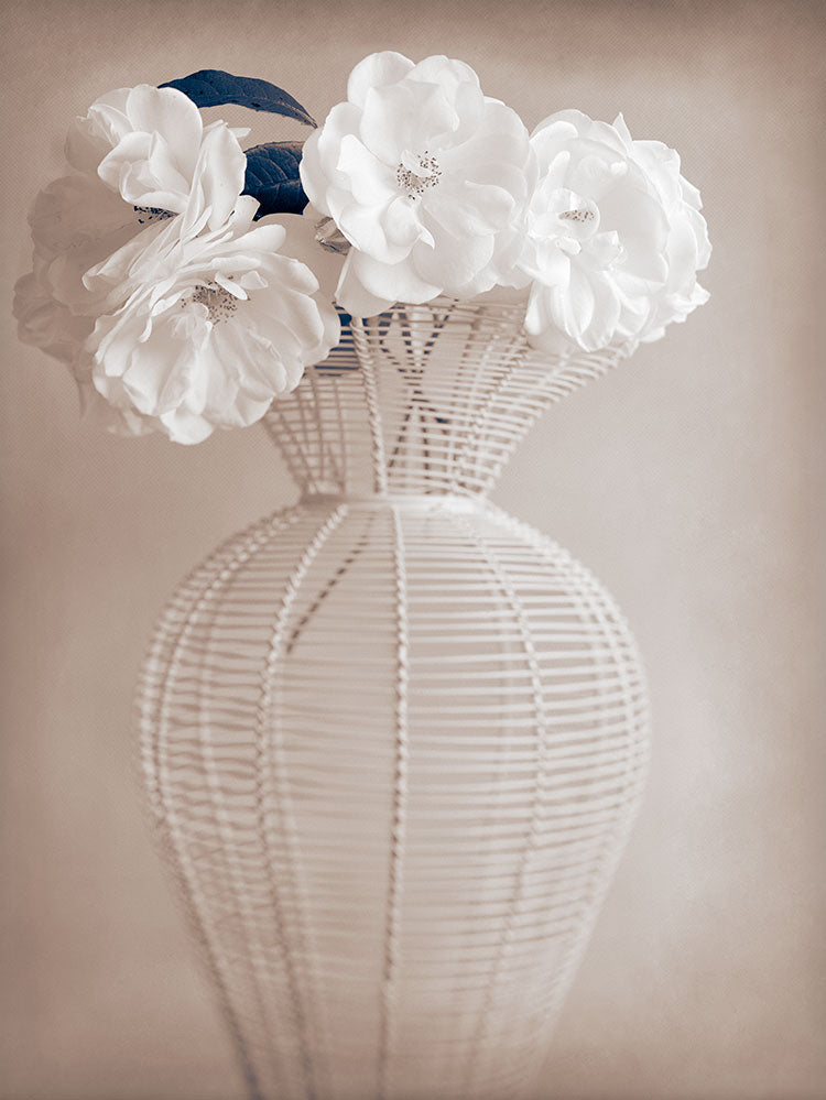 White Roses - Photograph Print