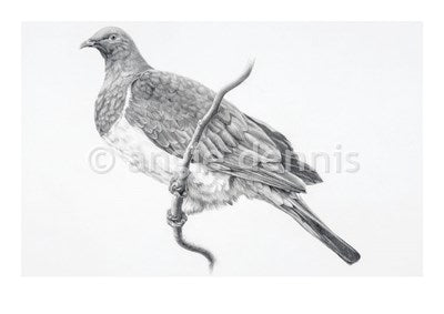 Kereru