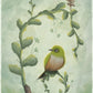 Tauhou (Silver Eye) - Paper Print